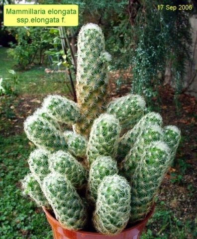 Mammillaria _elongata _ssp.elongata _forma_ 01